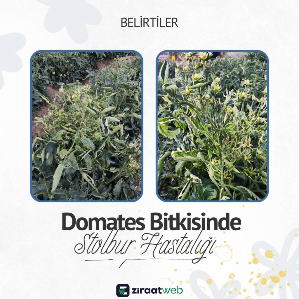 Domateste Stolbur - Erkekleşme Hastalığı