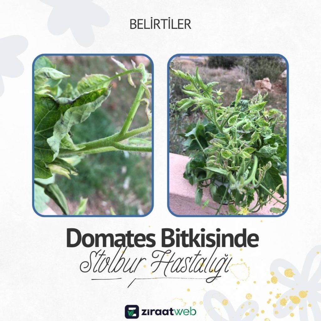 Domateste Stolbur - Erkekleşme Hastalığı