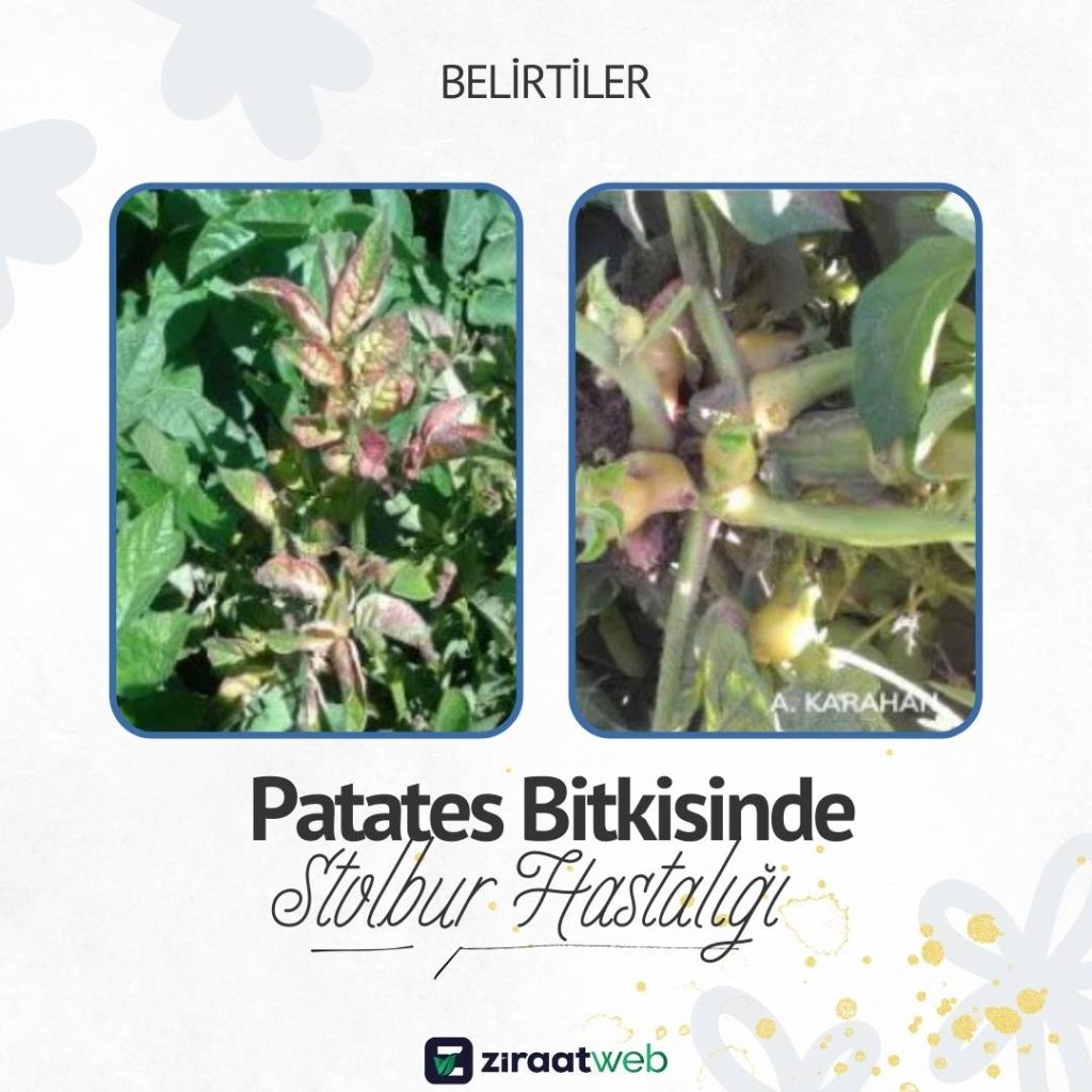 Patateste Stolbur - Erkekleşme Hastalığı