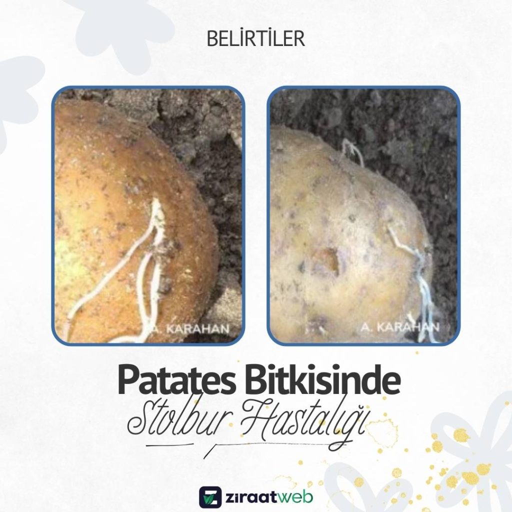 Patateste Stolbur - Erkekleşme Hastalığı
