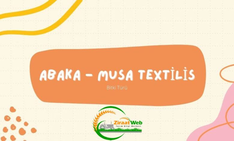 Abaka - Musa textilis (Bitki Türü) 1 Abala Musa texilis