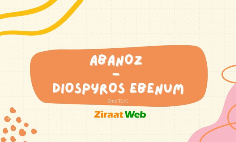 Abanoz - Diospyros ebenum. (Bitki Türü) 48 Abanoz Diospyros ebenum 1