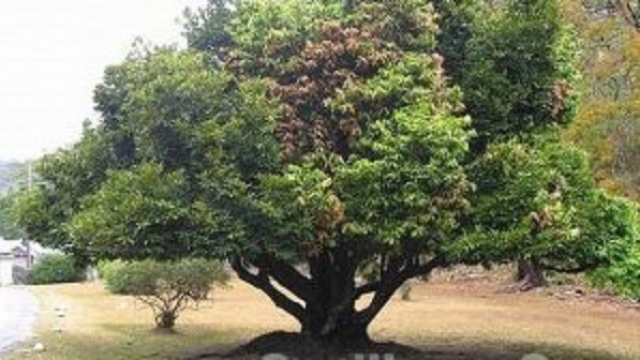 Abanoz Ağacı - Diospyros ebenum
