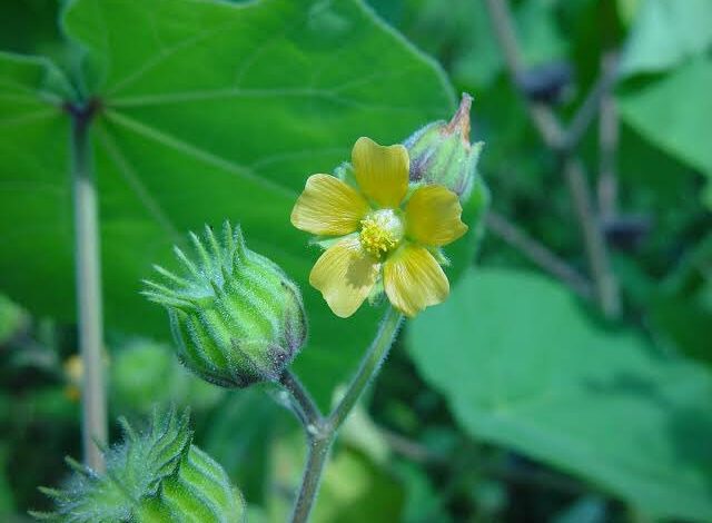Abutilon Theophrastii Medic 1