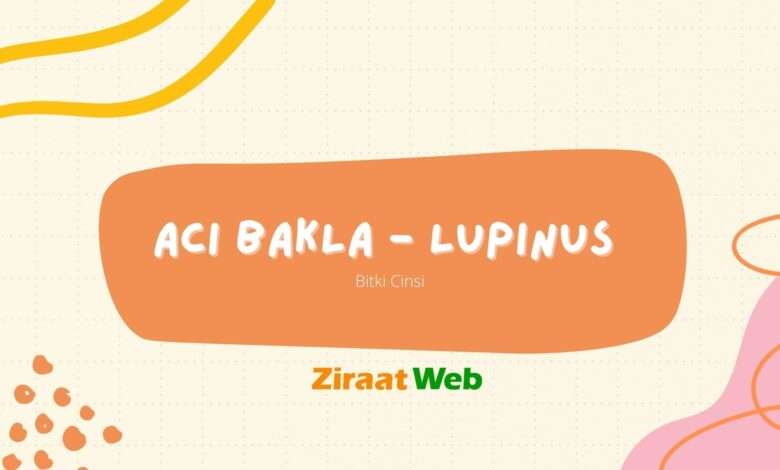 Acı Bakla - Lupinus (Bitki cinsi) 46 Aci Bakla Lupinus
