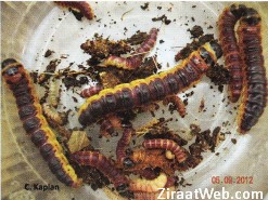 Ağaç kızılkurdu'nun değişik larva dönemleri