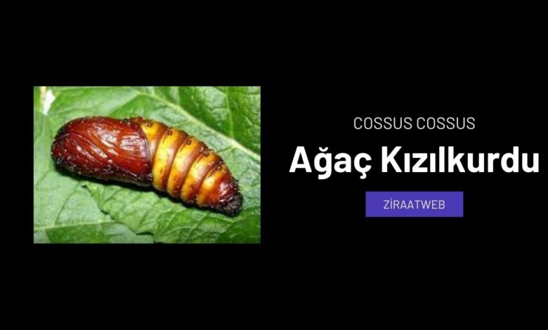 Agac Kizilkurdu Cossus Cossus