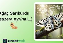 Agac Sarikurdu Zeuzera pyrina L