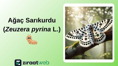 Agac Sarikurdu Zeuzera pyrina L