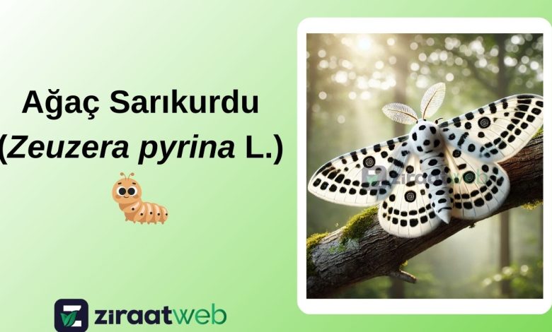 Ağaç Sarıkurdu (Zeuzera pyrina L.) 11 Agac Sarikurdu Zeuzera pyrina L