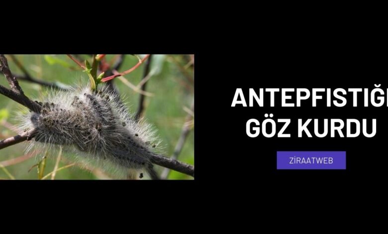 Antepfistigi Goz Kurdu