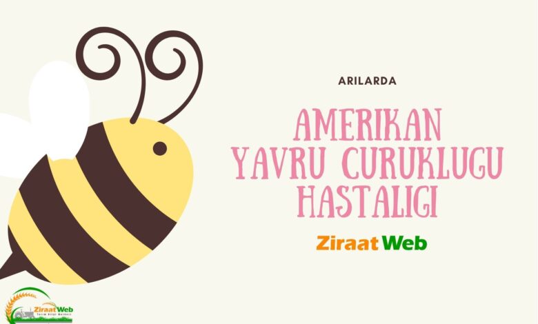 Arilarda Amerikan Yavru Curuklugu Hastaligi