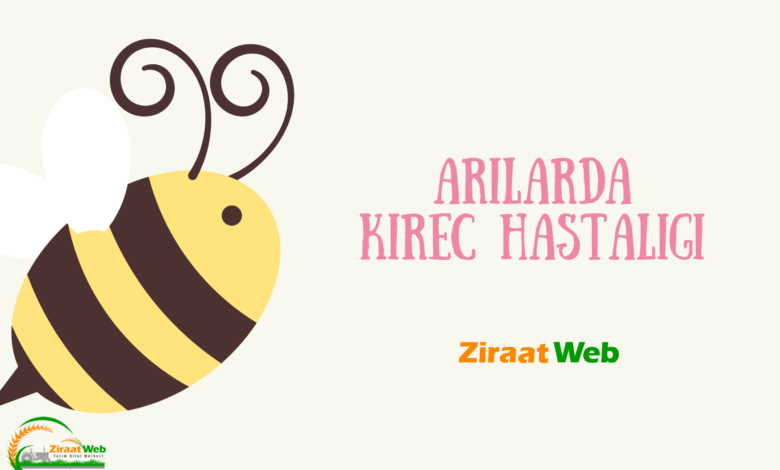Arilarda Kirec Hastaligi