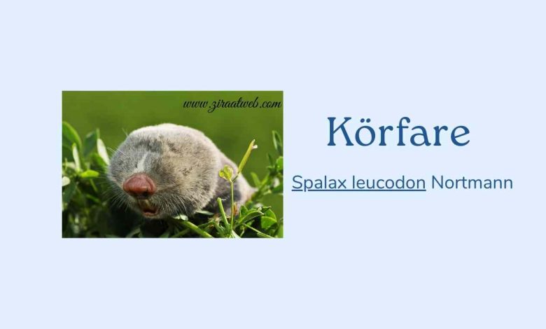 Korfare 1