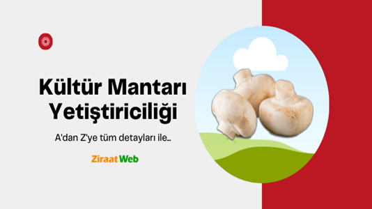 Kültür Mantarı Yetiştiriciliği 3 Kultur Mantari Yetistiriciligi 1