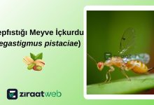 Megastigmus pistaciae