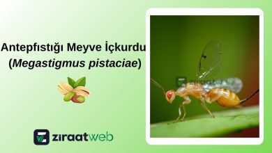 Megastigmus pistaciae