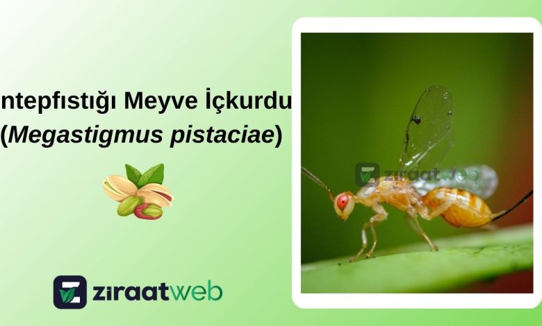 Antepfıstığı Meyve İçkurdu (Megastigmus pistaciae) 1 Megastigmus pistaciae