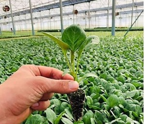 Patlican Fidesi