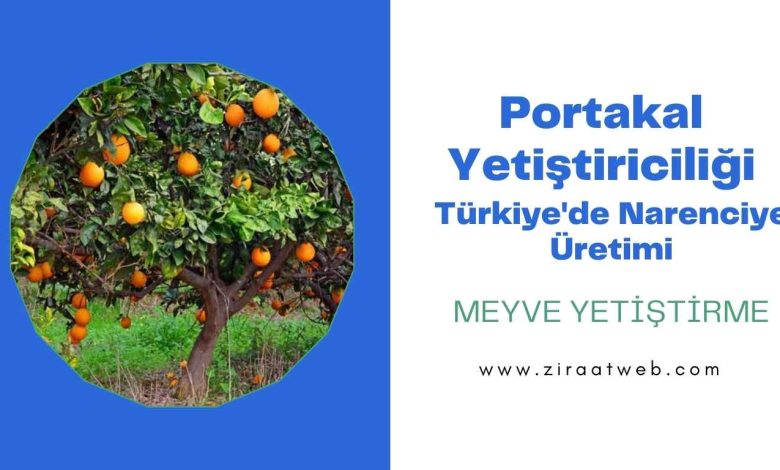 Portakal Yetistiriciligi