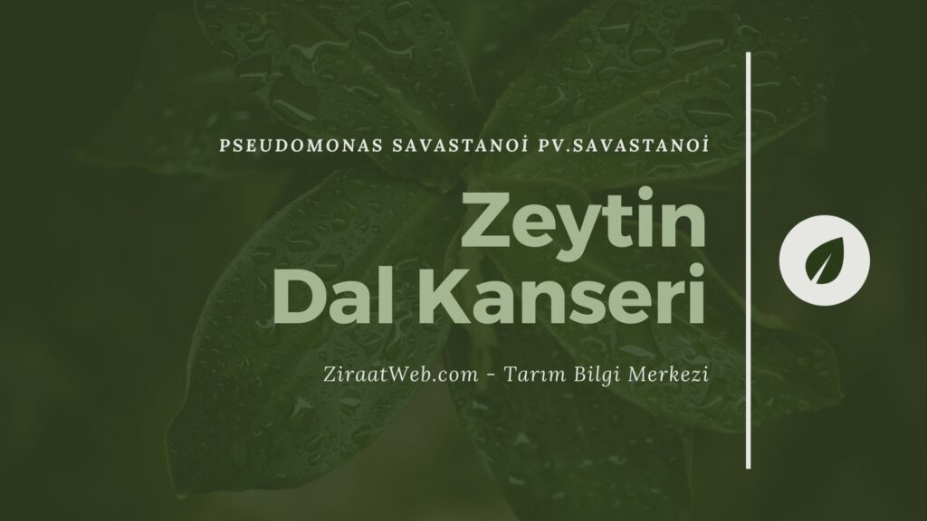 Zeyin Dal Kanseri