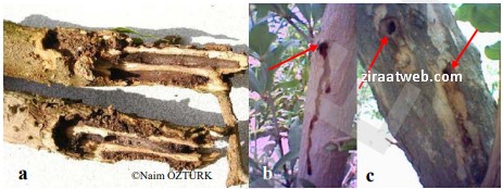 Ağaç sarıkurdu larvalarının ağaç gövdesindeki zararı ve gövdede açtıkları delikler.
