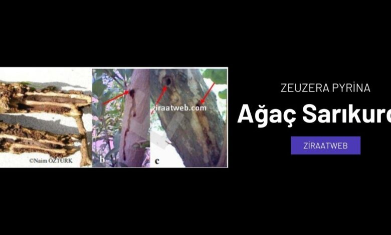 agacsarikurdu