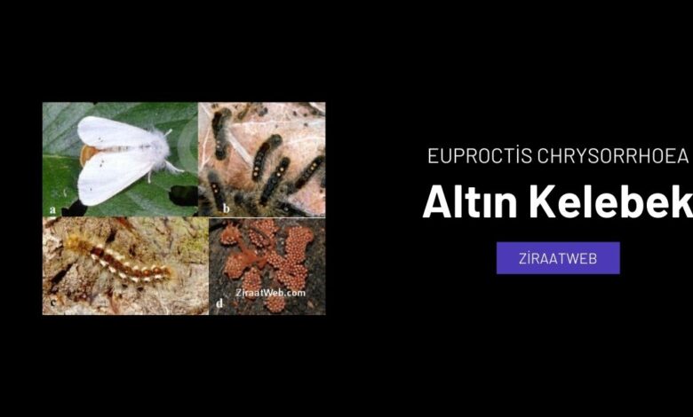 altinkelebek