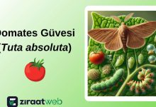 domatesguvesi tuta