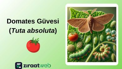domatesguvesi tuta