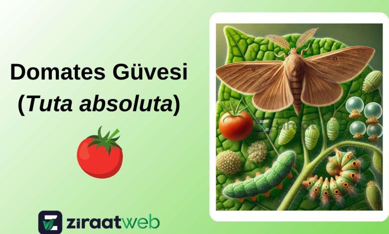 Domates Güvesi (Tuta absoluta) 16 domatesguvesi tuta