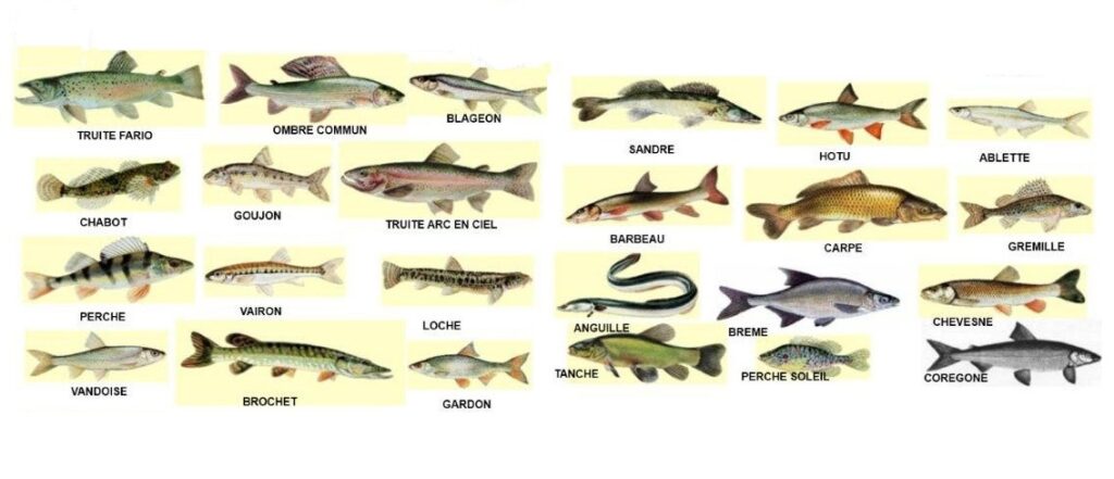 İçsu Balıkları Ders Notları