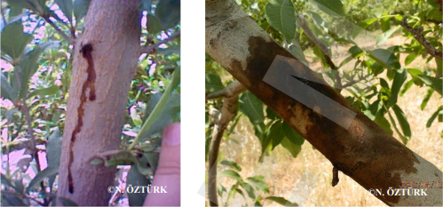 Ağaç Sarıkurdu