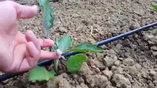 patlican yetistiriciliginde sulama