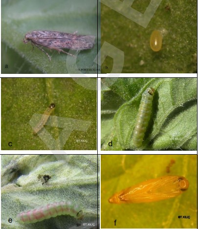 Domates Güvesi (Tuta absoluta) 1 Tuta absoluta